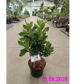 Clethra alnifolia 'Hummingbird' C 2,5 L